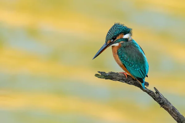 Bunter Eisvogel, der auf einem Barsch hockt und nach Beute Ausschau hält — Stockfoto