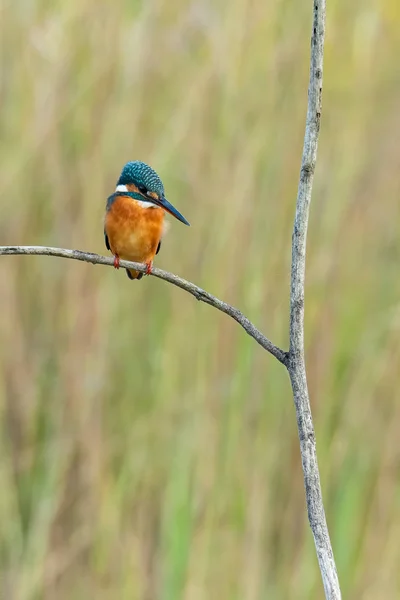 Pescador común colorido encaramado en una percha mirando para la presa — Foto de Stock