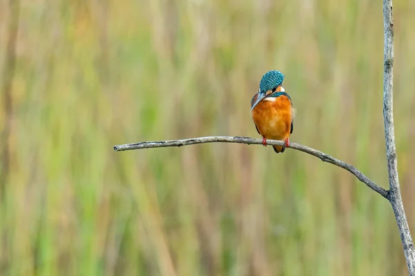 Färgglada Common Kingfisher sittande på en abborre och tittar efter byten — Stockfoto