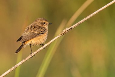 Dişi Pied Bushchat otların üzerine tünemiş Uzağa bakıyor