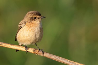 Dişi Pied Bushchat otların üzerine tünemiş Uzağa bakıyor