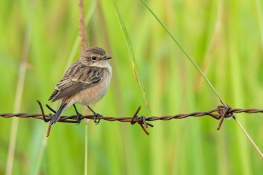 Dişi Pied Bushchat, dikenli tellere tüneyerek uzaklaşıyor.