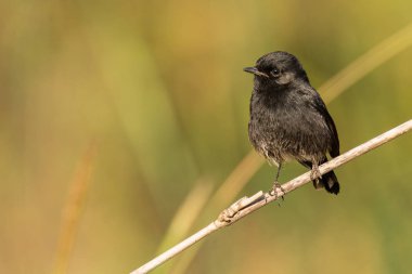 Erkek Pied Bushchat otların üzerine tünemiş Uzağa bakıyor