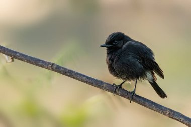 Erkek Pied Bushchat bir dala tünemiş Uzağa bakıyor