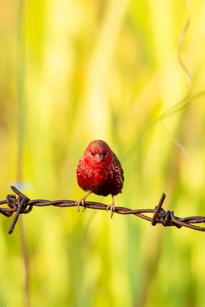 Avadavat rouge perché sur fil barbe avec fond de gazon flou — Photo