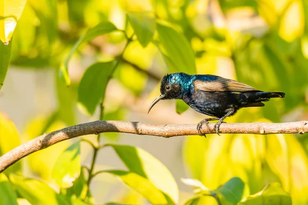 Masculino roxo sunbird poleiro em um ramo olhando para uma distância — Fotografia de Stock