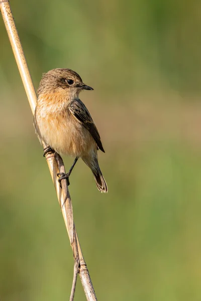 Kobieta Pied Bushchat siedzi na łodydze trawy patrząc w oddali — Zdjęcie stockowe