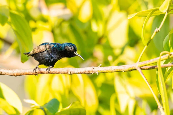 Masculino roxo sunbird poleiro em um ramo olhando para uma distância — Fotografia de Stock