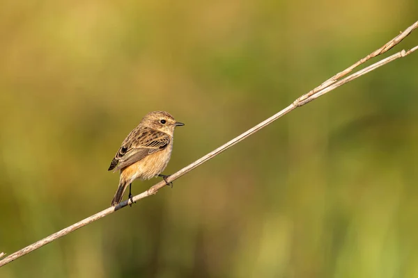 Női Pied Bushchat üldögél a fű szárán nézi a távolságot — Stock Fotó