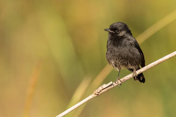 Rattenschwänzchen hockt auf Grashalm und blickt in die Ferne — Stockfoto