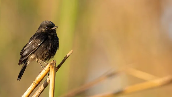 Maschio Pied Bushchat appollaiato su erba stelo guardando in lontananza — Foto Stock