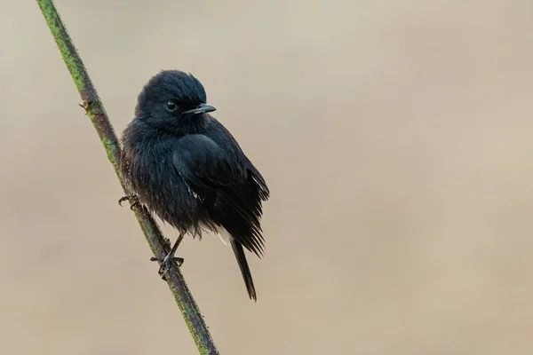 Macho Pied Bushchat posado en una rama mirando a una distancia — Foto de Stock