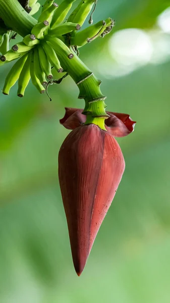 Muz çiçeği tomurcuğu ağaçtan sarkan, yaprakları açık.