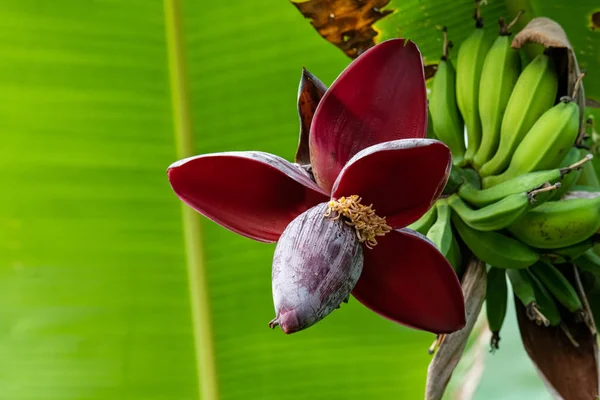 Muz çiçeği tomurcuğu ağaçtan sarkan, yaprakları açık.