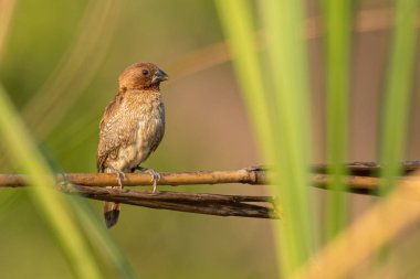 Erkek pullu göğüslü Munia, çim sapına tünemiş. Uzağa bakıyor.