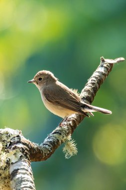 Asyalı Kahverengi Sinek Yakalayıcı bir ağaç dalına tünemiş Uzağa bakıyor