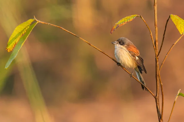 Burmese Shrike perching on a small tree branch looking into a distance — Stock Photo, Image