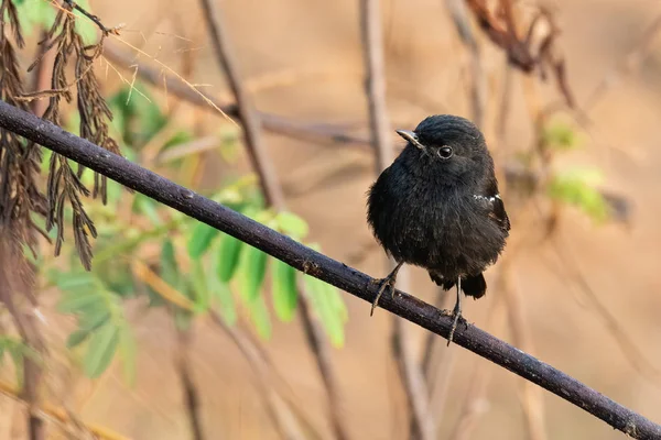 Pied Bushchat poleiro em um galho de árvore olhando para uma distância — Fotografia de Stock