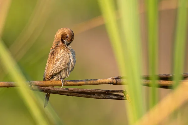 Masculino escamoso-breasted munia poleiro no grama talo preening seu plumagem — Fotografia de Stock