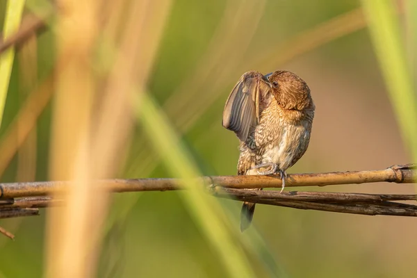 Männchen mit schuppigem Busen hockt auf Grashalm und breitet seinen Flügel aus — Stockfoto