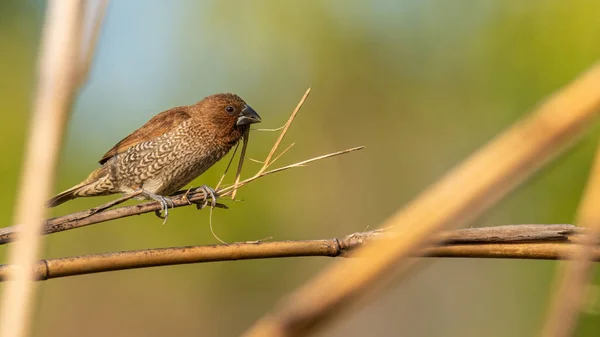 Männchen mit schuppigem Busen hockt auf Grashalm mit einem Stück Halm im Schnabel — Stockfoto