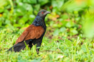 Daha büyük Coucal yere tünemiş, parlak kırmızı göz kameraya bakıyor.