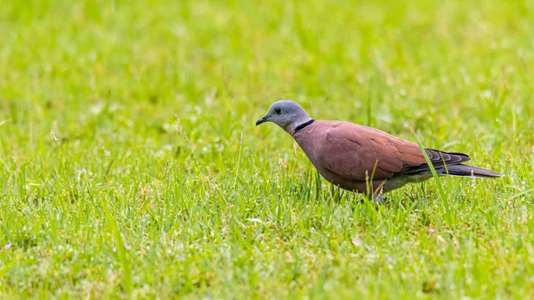 Taube mit rotem Kragen steht auf Rasen aus frischem grünen Gras — Stockfoto