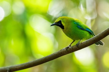 Liana 'ya tünemiş Mavi Kanatlı Erkek Yaprak Kuşu