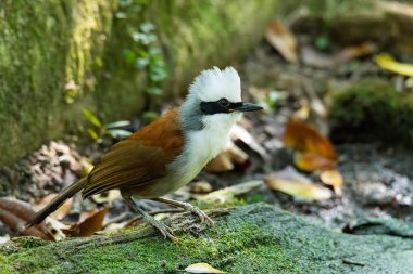 Beyaz ibikli Gülen Ardıç çürük bir tahtaya tünemiş