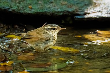 Küçük bir gölette yıkanan Asyalı İnatçı Kuyruk.