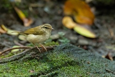 Çürük bir tahtaya tünemiş Asyalı İnatçı. 