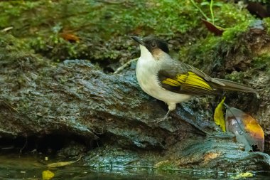 Kül Bulutları su içmek için küçük göletin yakınına tünemiş.