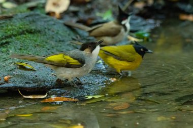 Kül Bulutları ve küçük göletin yanında tüneyen diğer iki bulut.