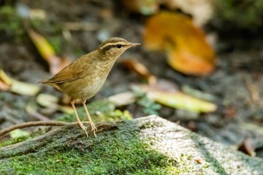 Çürük bir tahtaya tünemiş Asyalı İnatçı. 