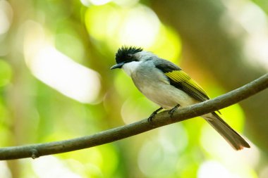 Liana 'ya tüneyen küllü Bulbul