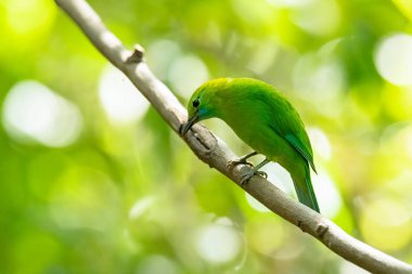 Dişi Mavi Kanatlı Yaprak Kuş Liana 'ya tünedi.
