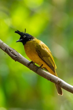 Arka planda bulanık ağaçlarla liana 'ya tüneyen siyah ibikli Bulbul