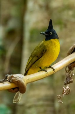 Arka planda bulanık ağaçlarla liana 'ya tüneyen siyah ibikli Bulbul