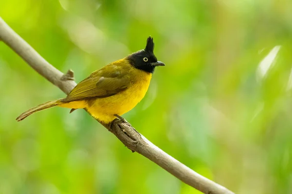 Arka planda bulanık ağaçlarla liana 'ya tüneyen siyah ibikli Bulbul