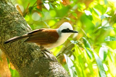 Beyaz ibikli Kahkaha Ardıç kuşu ağaç gövdesine tünemiş Uzağa bakıyor