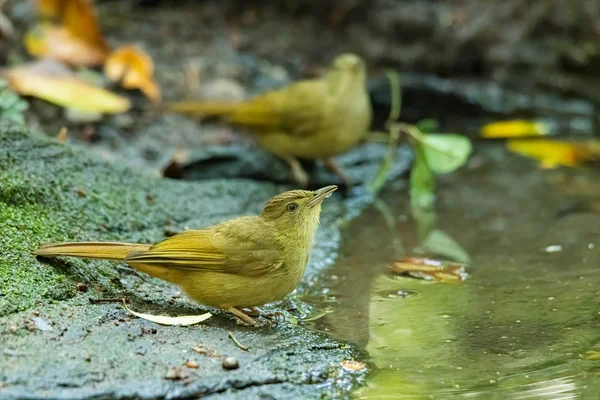 Baker Bulbul sedí v blízkosti malého rybníčku pít vodu — Stock fotografie