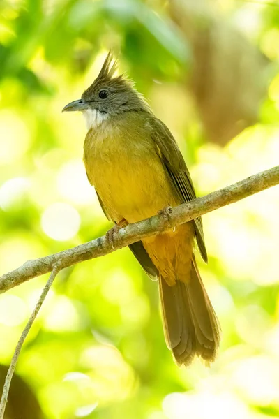 Ochraceous Bulbul ülő faágon elmosódott zöld fa háttér — Stock Fotó