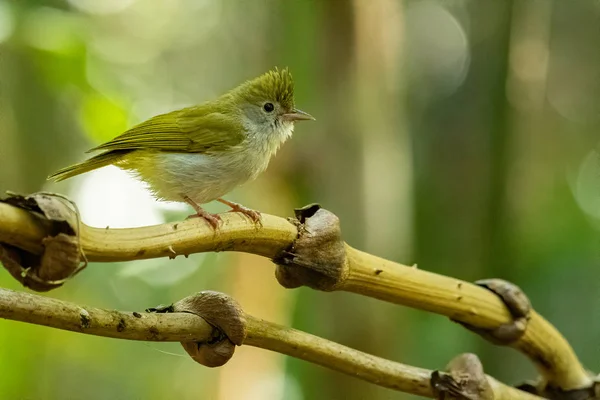 Erpornis de vientre blanco posado sobre liana con fondo de árbol verde borroso — Foto de Stock