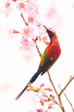 Renkli Bayan Gould 'un vahşi Himalaya kirazları üzerindeki Sunbird' ü