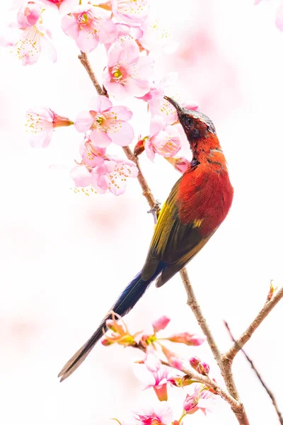 Renkli Bayan Gould 'un vahşi Himalaya kirazları üzerindeki Sunbird' ü