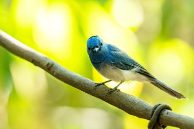 Liana 'ya tünemiş siyah peçeteli hükümdar