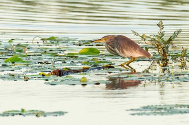 Nilüfer yaprağının üzerinde duran balıkçıl.