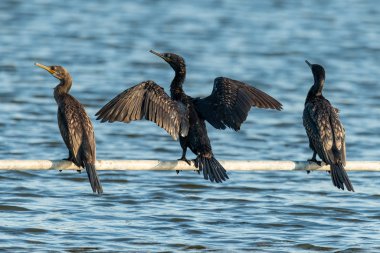 Hint karabatakları balık çiftliği göletinin üzerindeki su borusuna tünemiş.