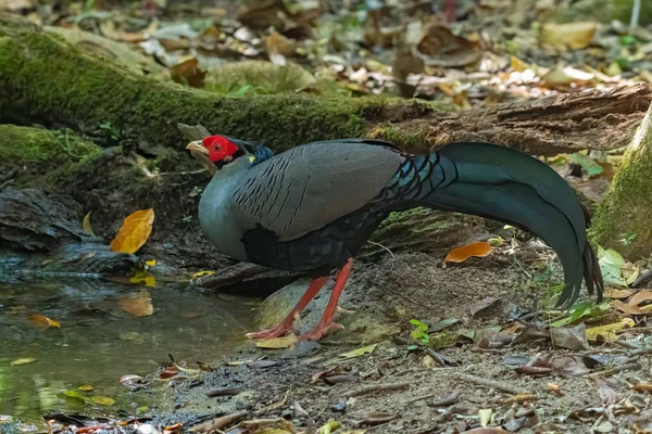 Male Siamese Fireback standing near small pond to drink water — 스톡 사진