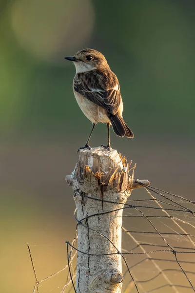 Dişi Jerdons Bushchat ağaç kütüğüne tünemiş — Stok fotoğraf